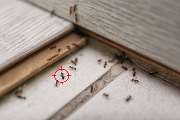 Best Flea Control Services  in Rocky Mount, NC