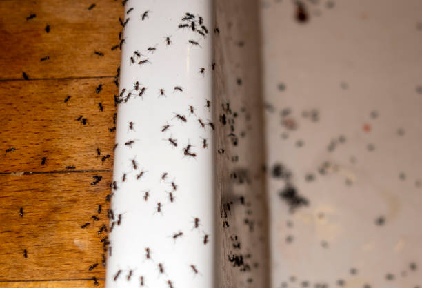 Best Wildlife Control Services  in Rocky Mount, NC