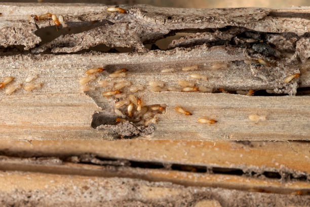 Best Best Pest Control Near Me  in Rocky Mount, NC