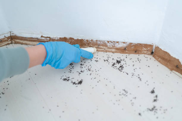 Best Exterminator Services  in Rocky Mount, NC