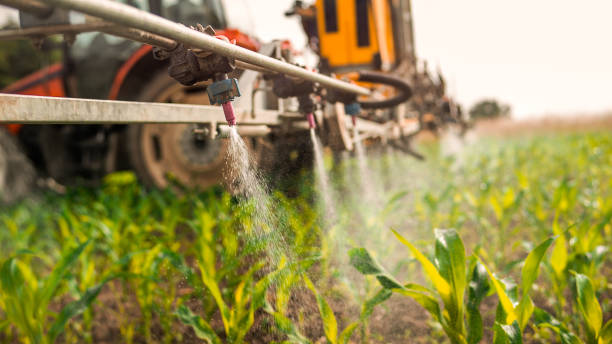 Best Ant Control Services  in Rocky Mount, NC
